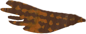 coutout horse tail