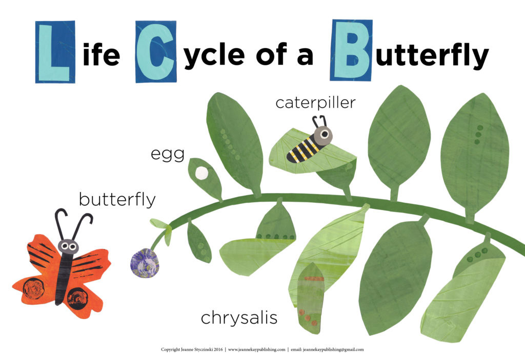 Butterfly Cycle